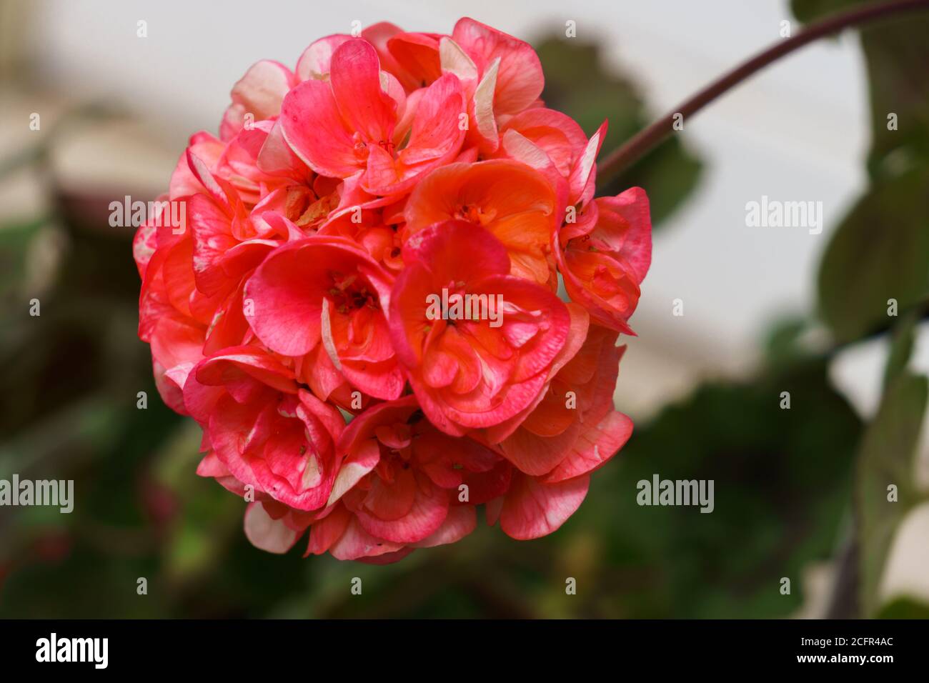 Bright pink bud of a geranium flower on a wall background Stock Photo