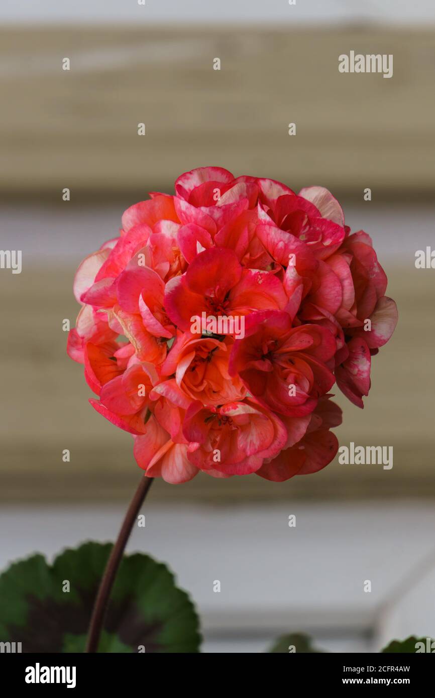 Bright pink bud of a geranium flower on a wall background Stock Photo