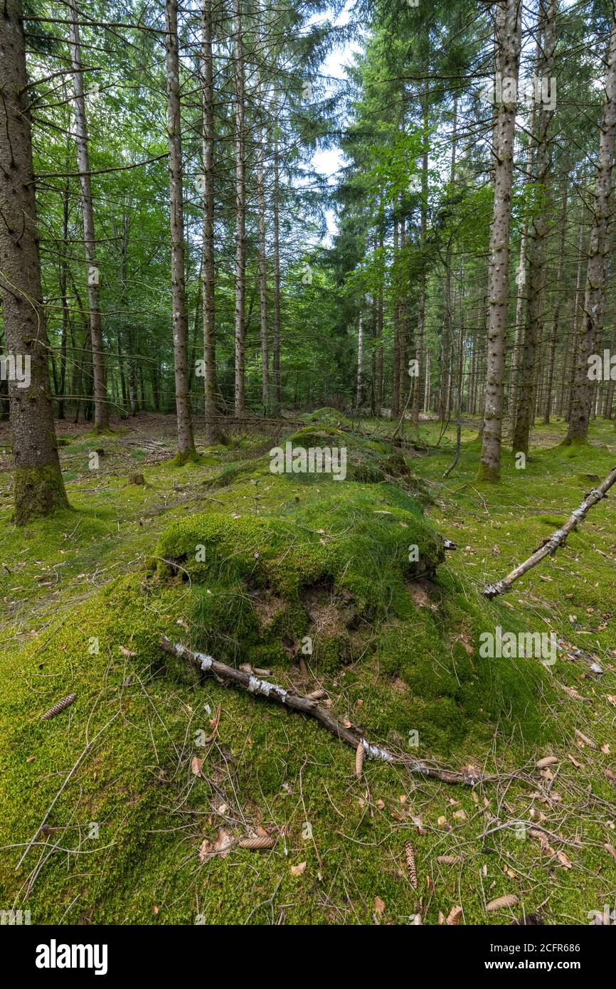 Rows of trees in a wood: CopySpace Stock Photo - Alamy