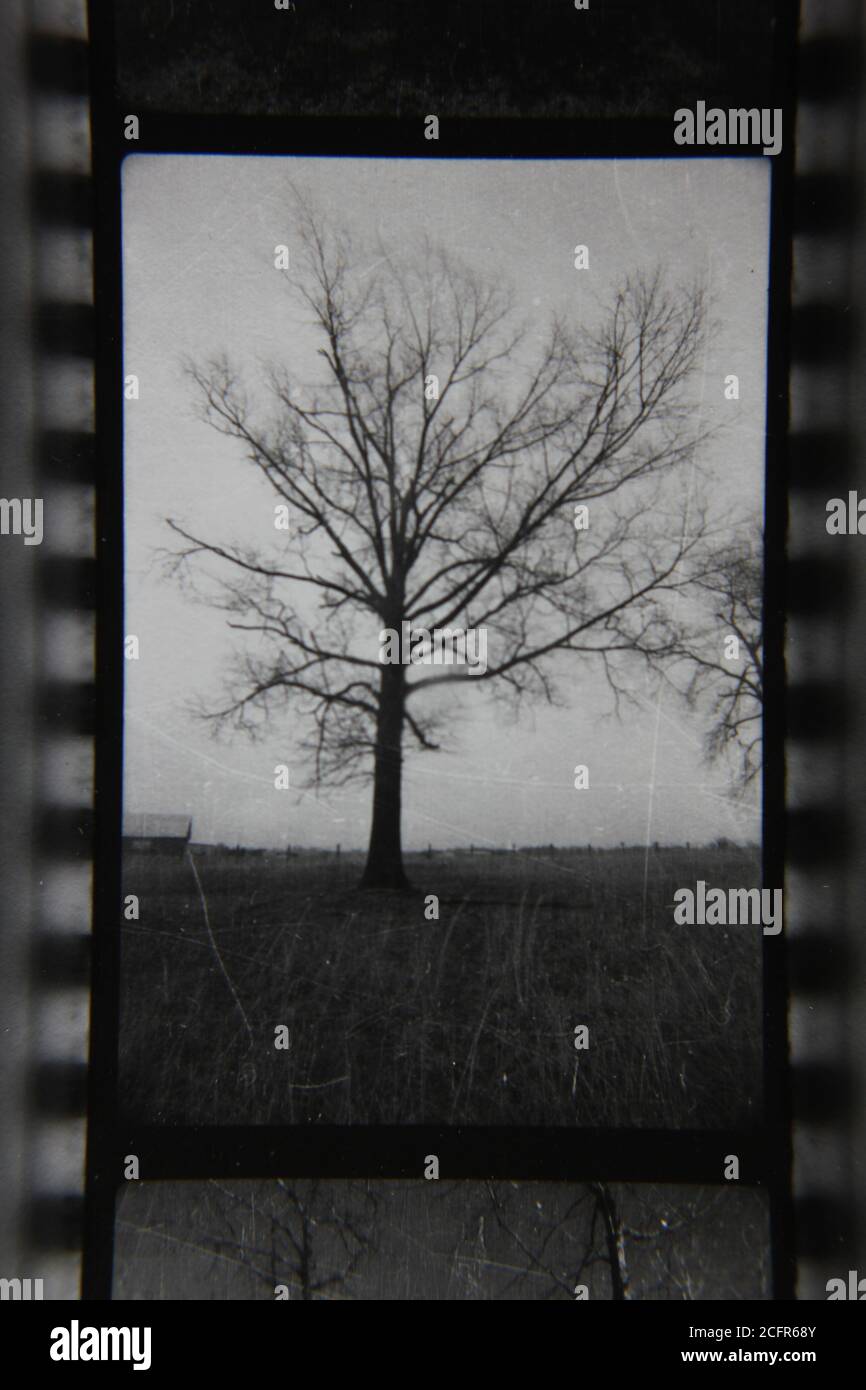 Fine 1970s vintage black and white photography of tree growing in the ...