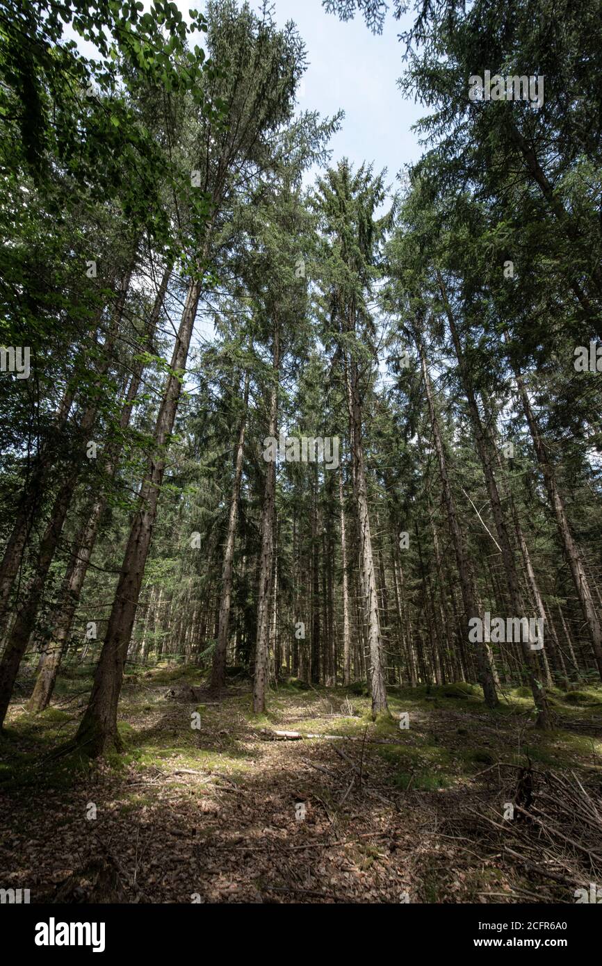 Rows of trees in a wood: CopySpace Stock Photo - Alamy