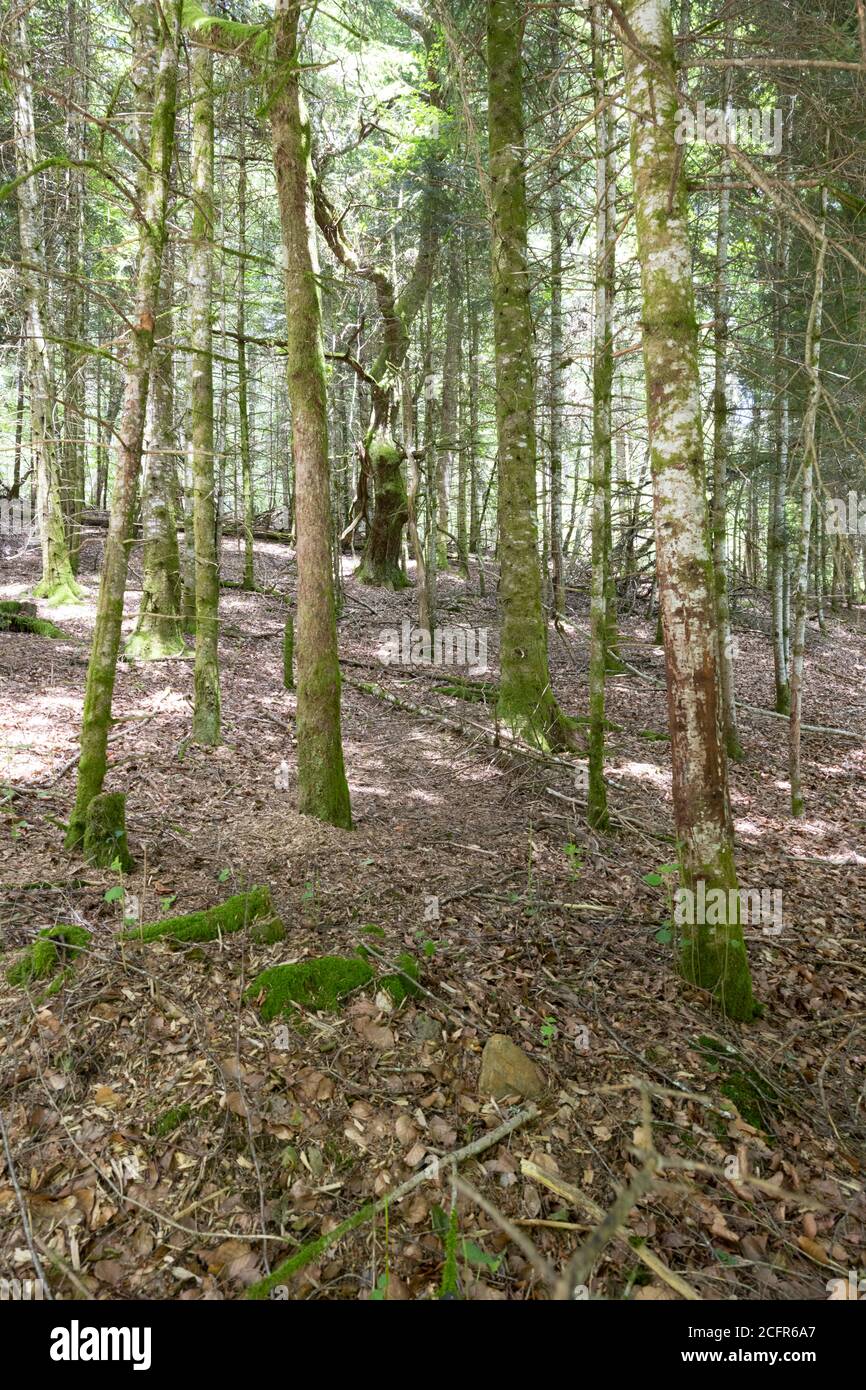 Rows of trees in a wood: CopySpace Stock Photo - Alamy