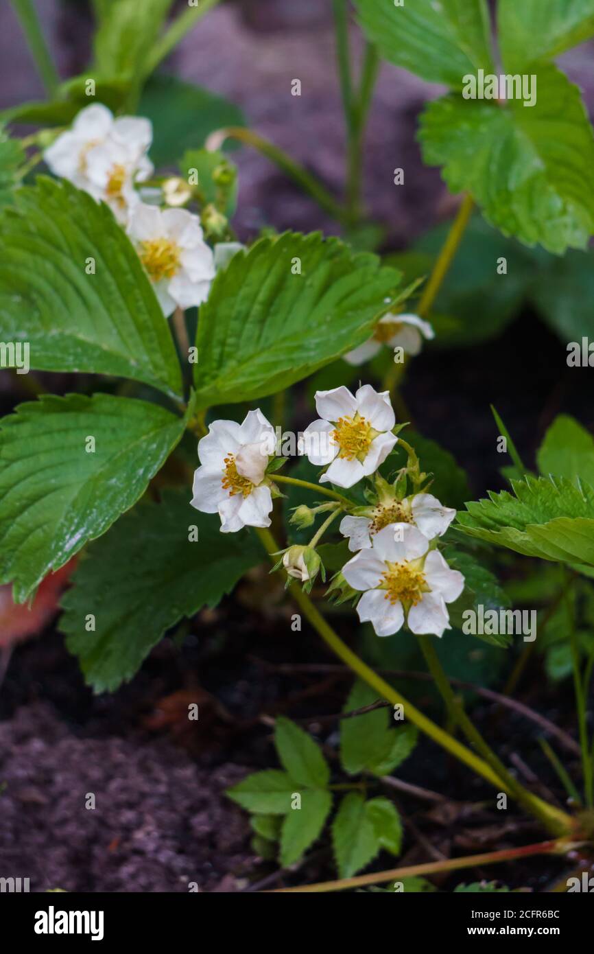 Flowering bush of strawberries in the garden in the garden Stock Photo ...