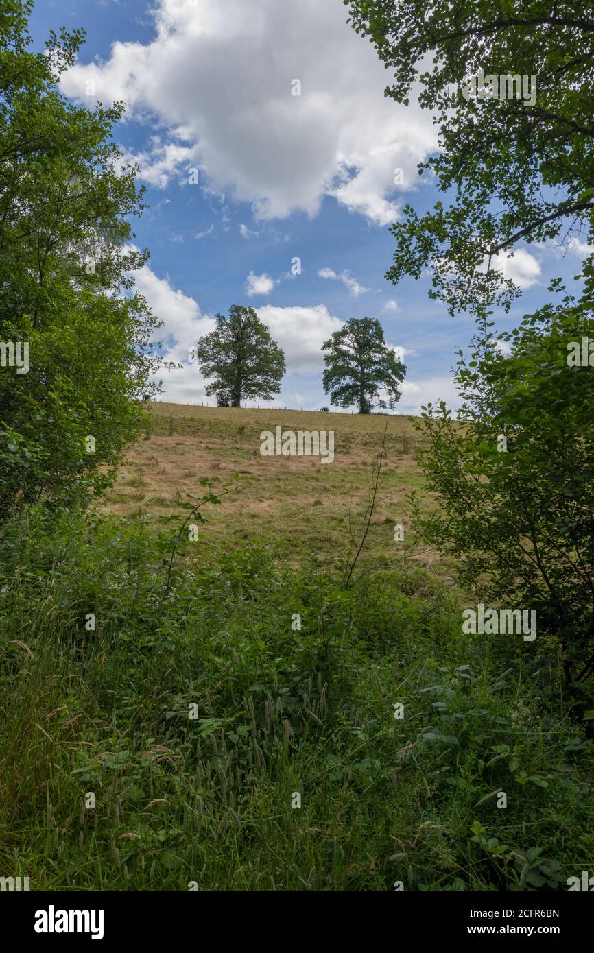 Rows of trees in a wood: CopySpace Stock Photo - Alamy
