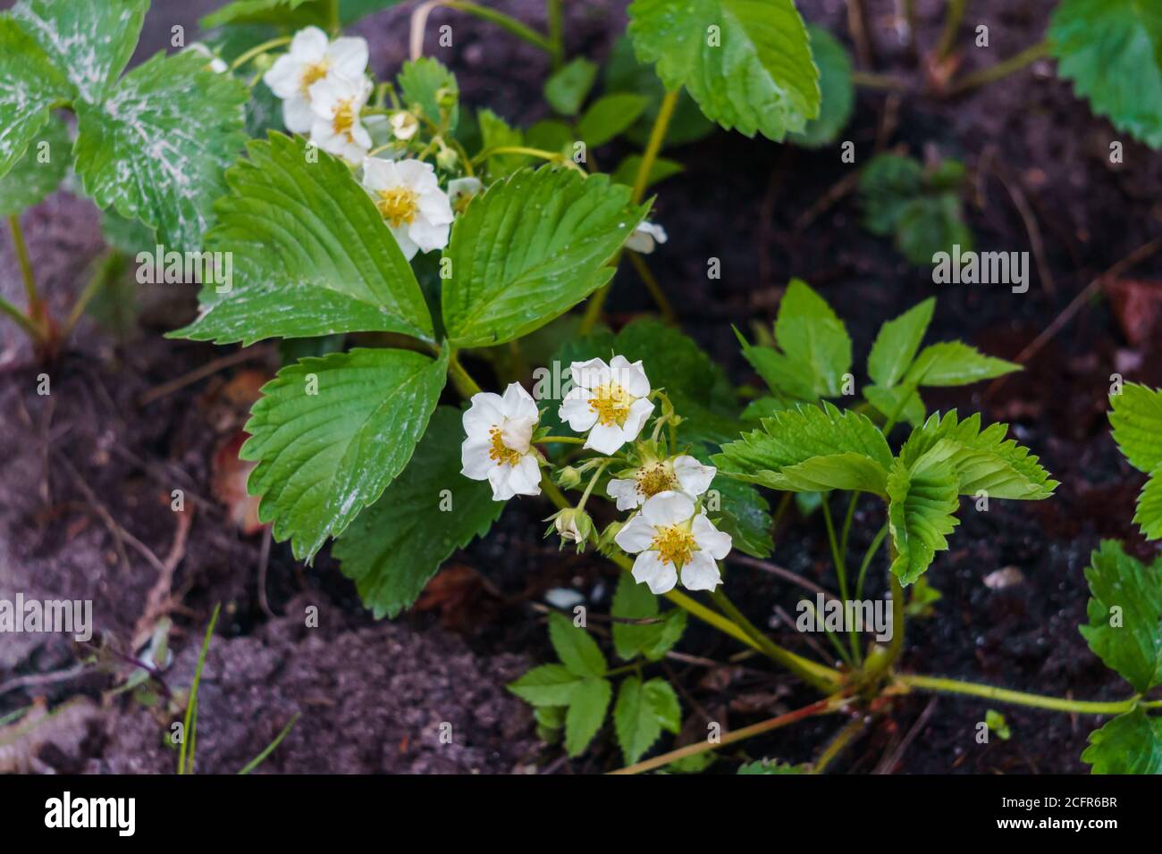 Flowering bush of strawberries in the garden in the garden Stock Photo ...