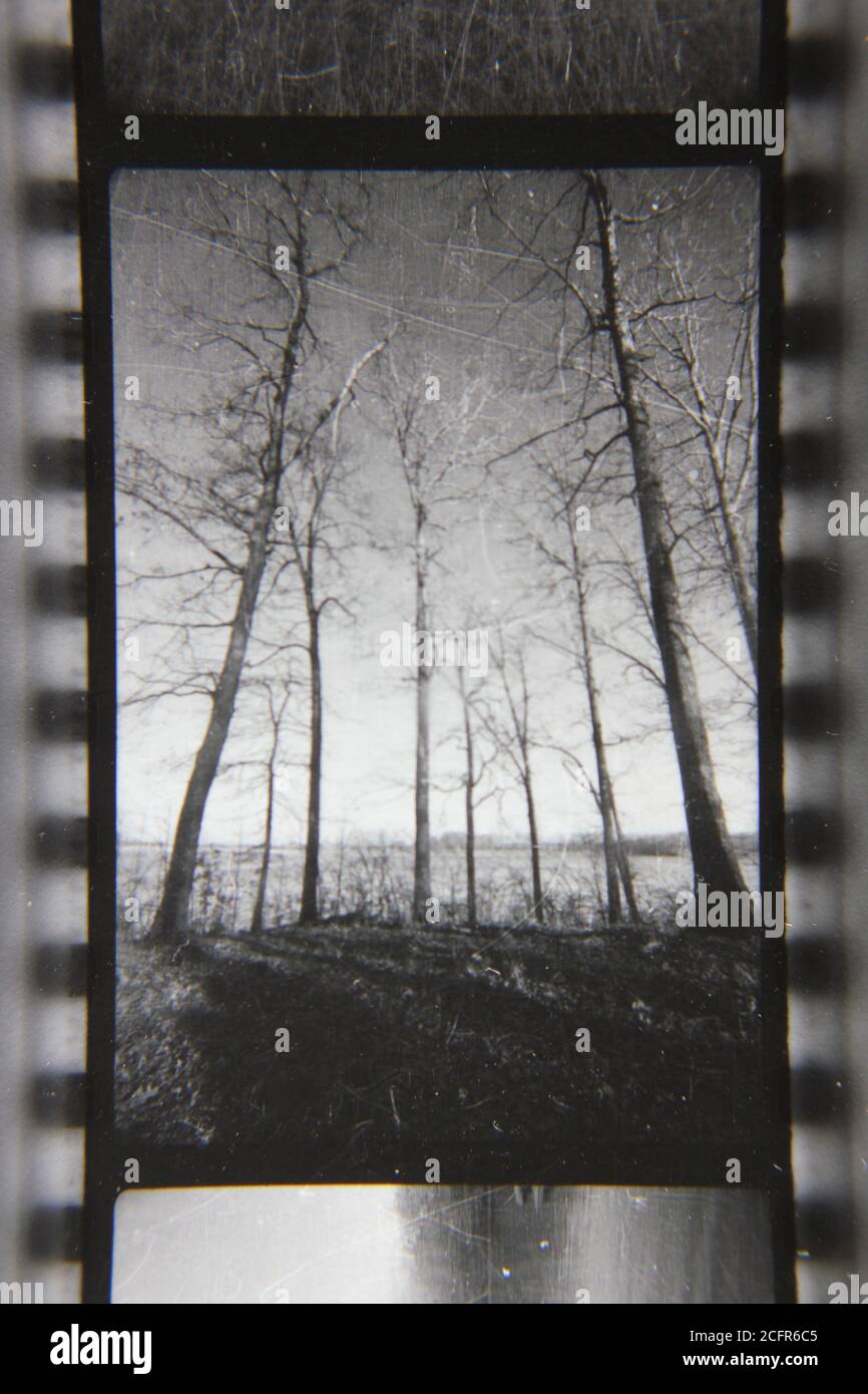 Fine 1970s vintage black and white photography of tree growing in the ...