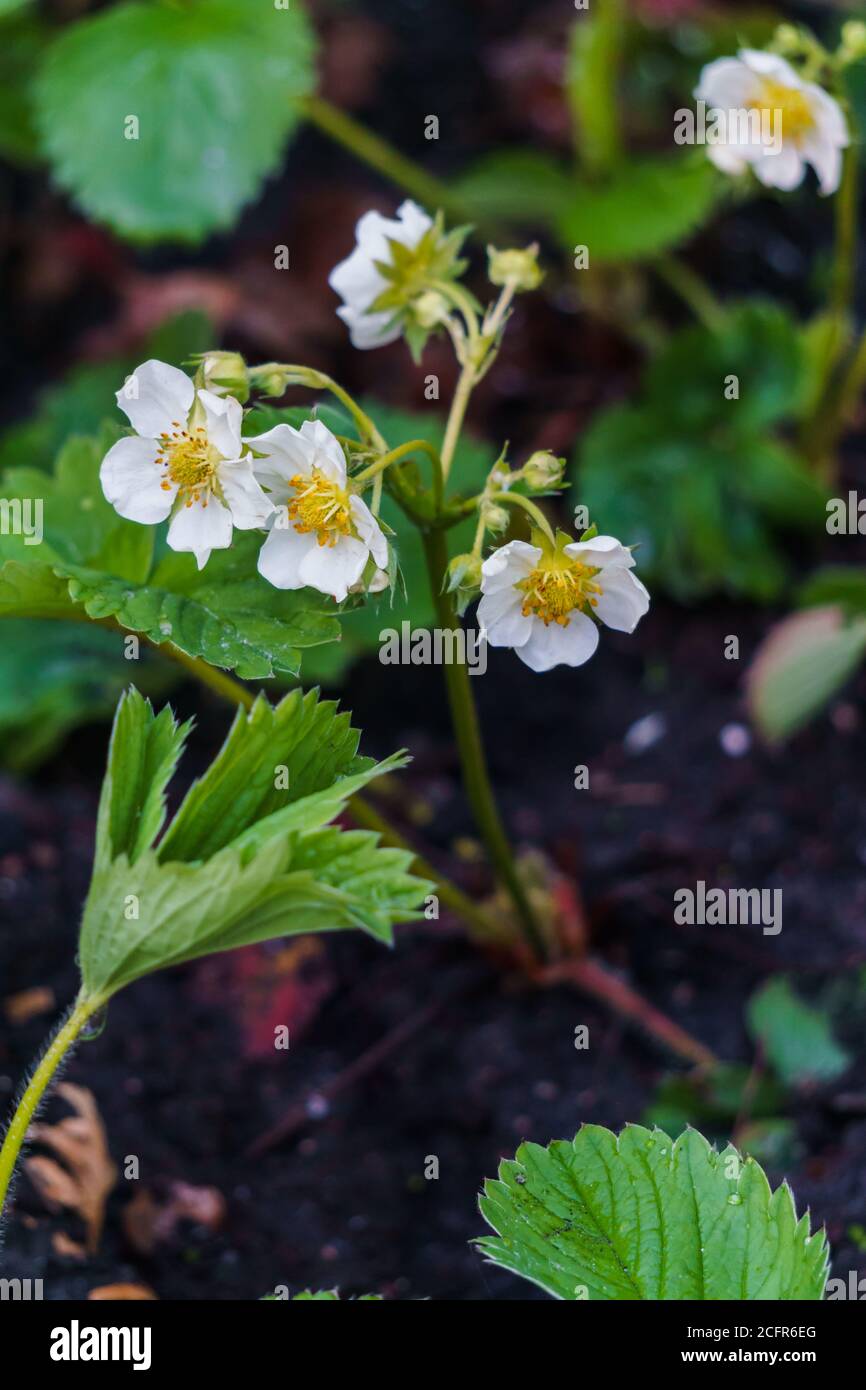 Flowering bush of strawberries in the garden in the garden Stock Photo ...