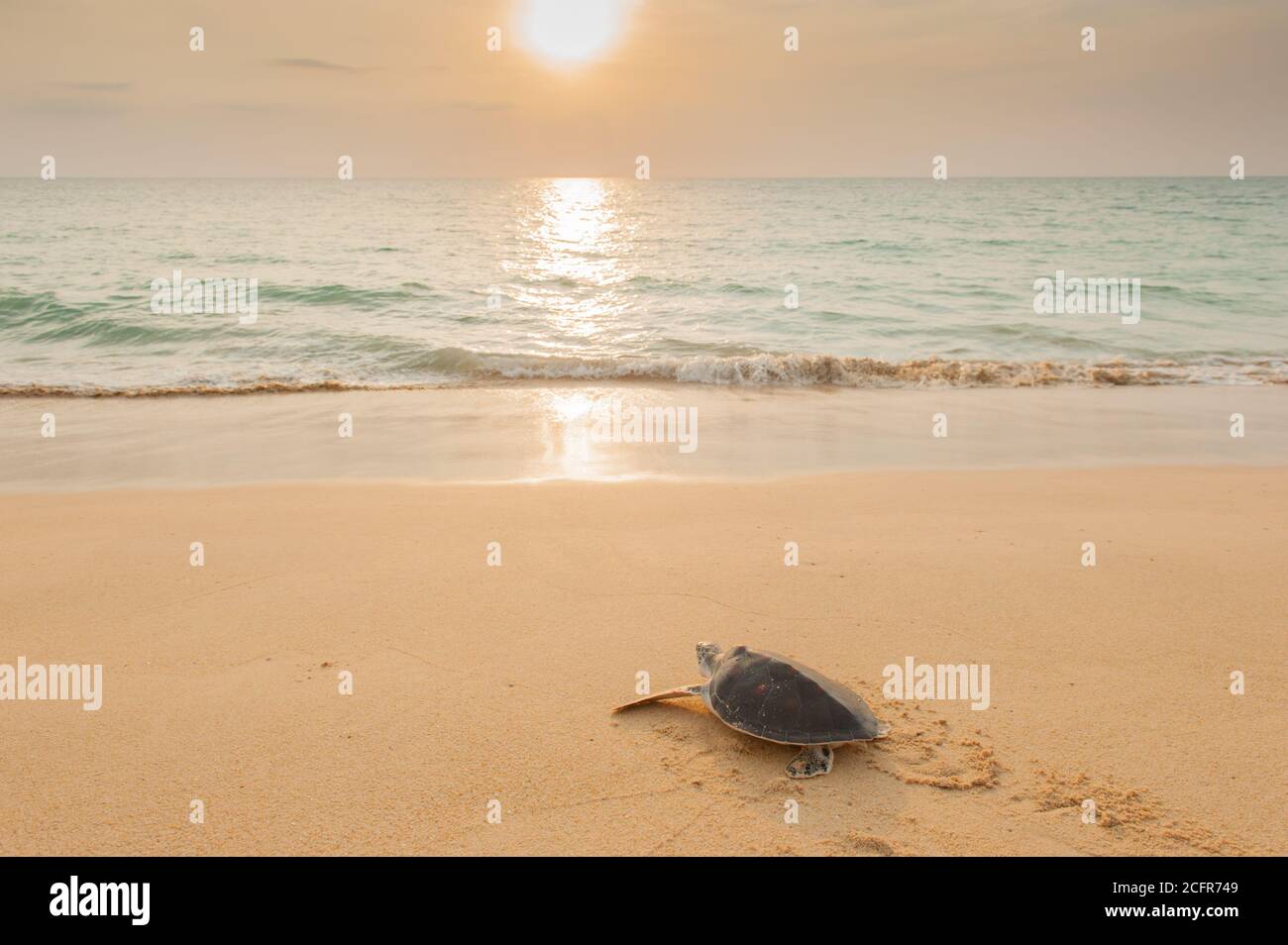 First steps of a Green Turtle on the beach at sunrise. Phang Nga Province, Thailand. Stock Photo