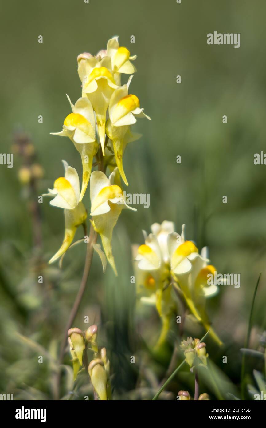 Butter and Eggs (Linaria vulgaris Mill.) growing on the South Downs near Alfriston, East Sussex Stock Photo