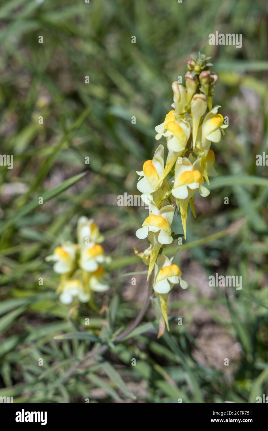 Butter and Eggs (Linaria vulgaris Mill.) growing on the South Downs near Alfriston, East Sussex Stock Photo