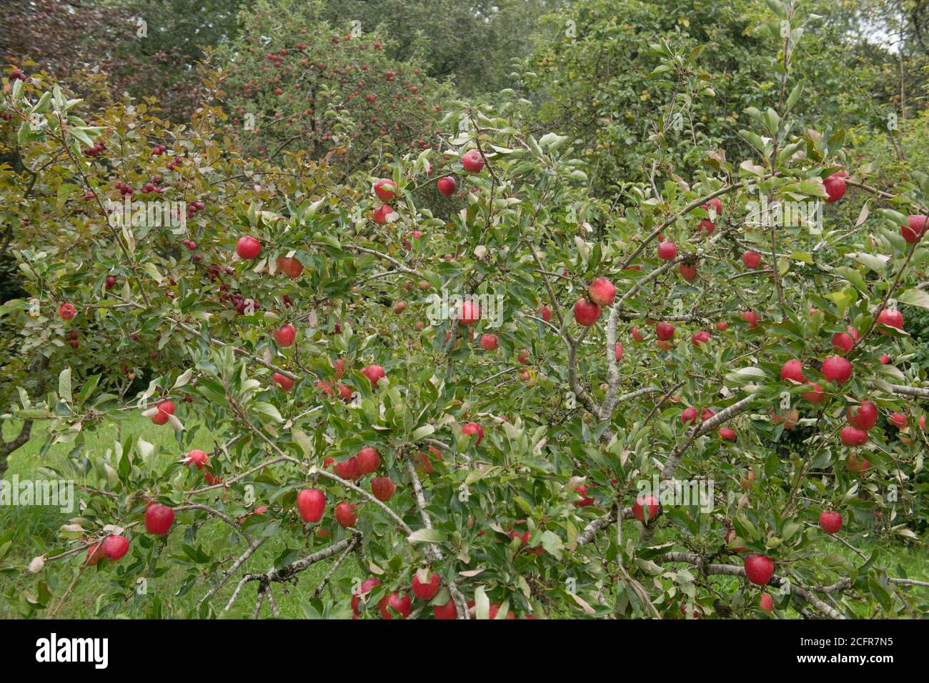 Bright Red Ripe Eating Apples (Malus domestica 'Katy' or 'Katja