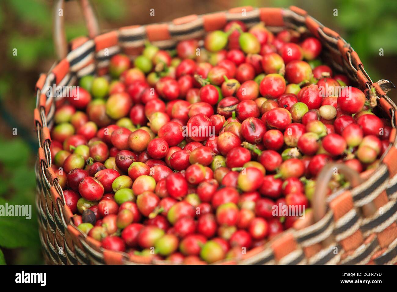 Laos coffee hires stock photography and images Alamy
