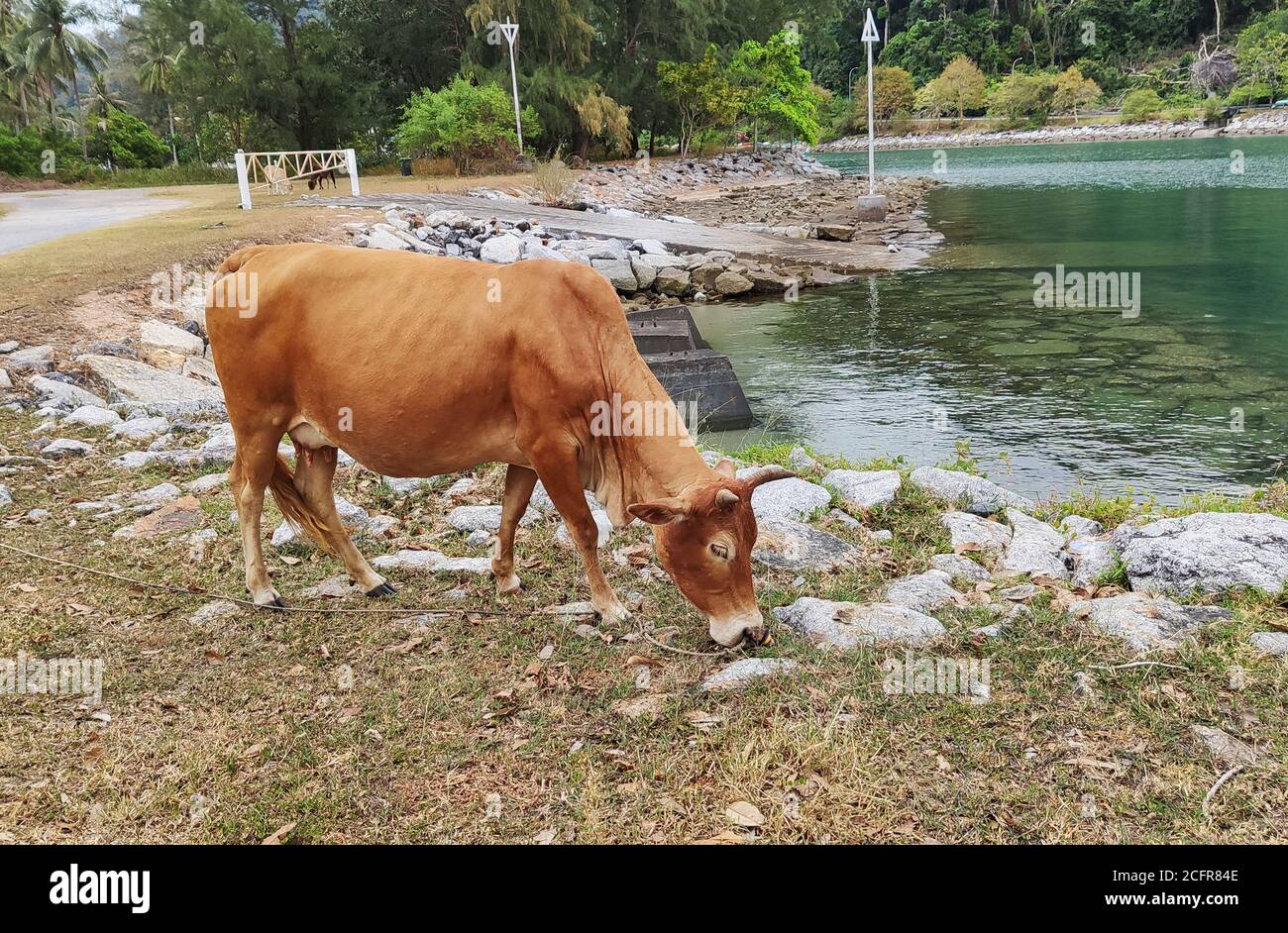 Brown cow eating grass on riverside Stock Photo