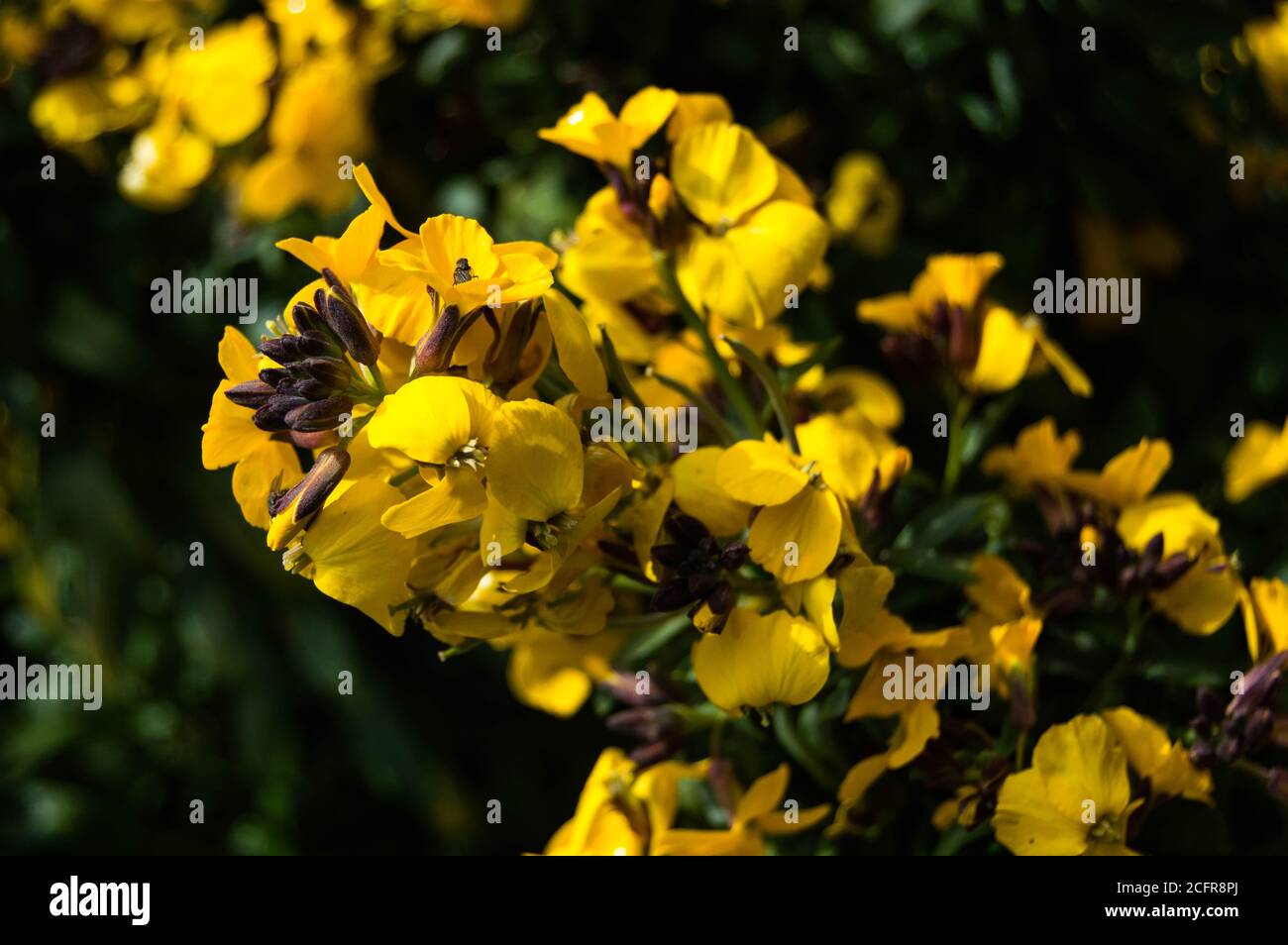 A cluster of yellow common gorse flowers. Close up photo of Yorkshire flora in the springtime. Shot in April near Whitby Abbey. Stock Photo