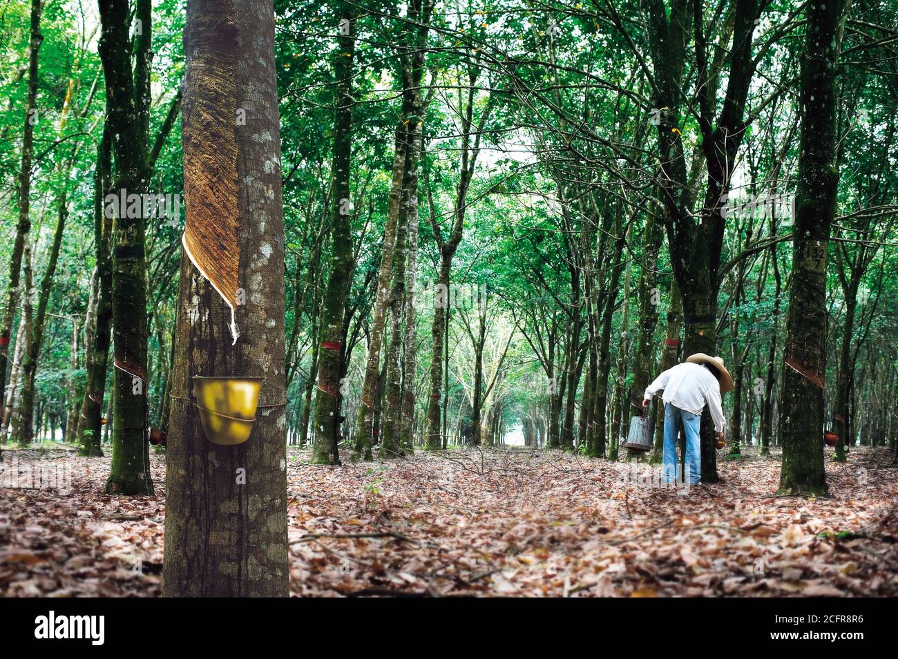 Rubber tree plantation with worker collect milk latex Stock Photo