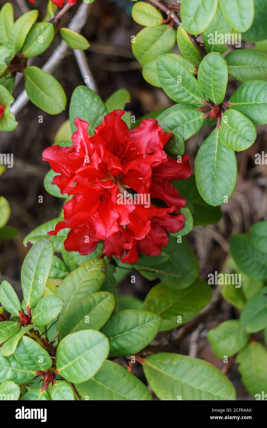 Beautiful red rhododendron buds open in spring in the park Stock Photo