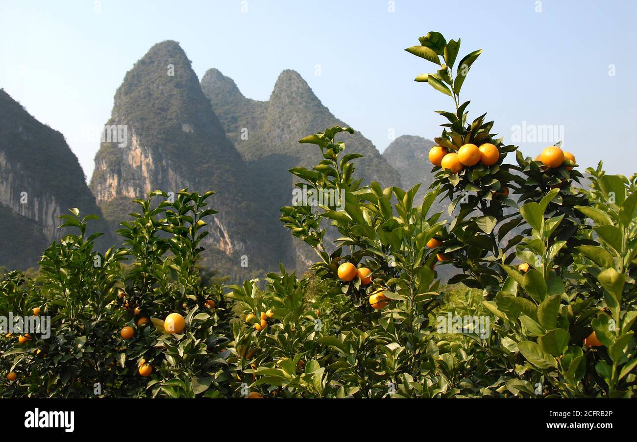 Orange trees near the Li River between Guilin and Yangshuo in Guangxi Province, China. Stock Photo