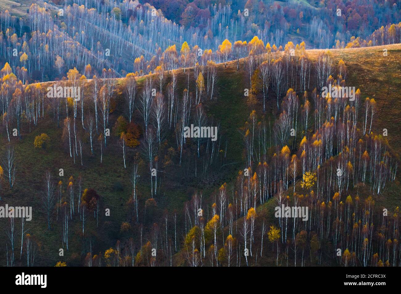 Beautiful autumn landscape with colorful trees Stock Photo - Alamy
