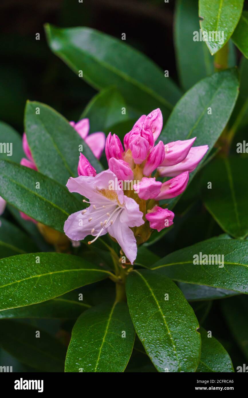 Beautiful white-pink rhododendron flowers in a city park. Stock Photo