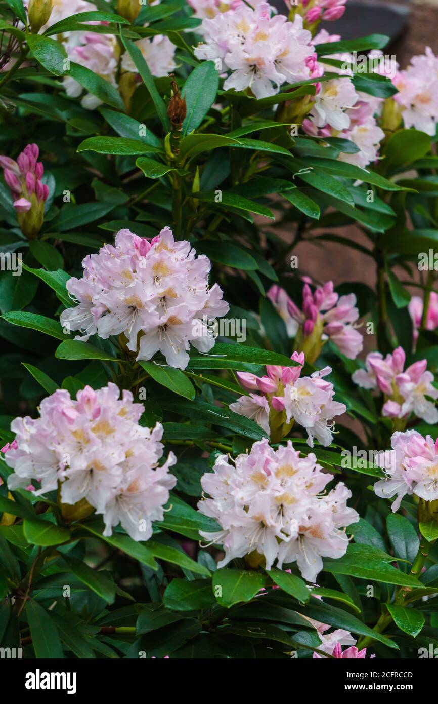 Beautiful white-pink rhododendron flowers in a city park. Stock Photo