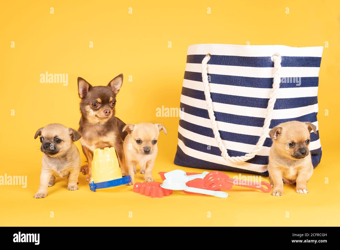 Funny scene with mother chihuahua and three puppies on an day out at the beach with a bag and beach toys Stock Photo