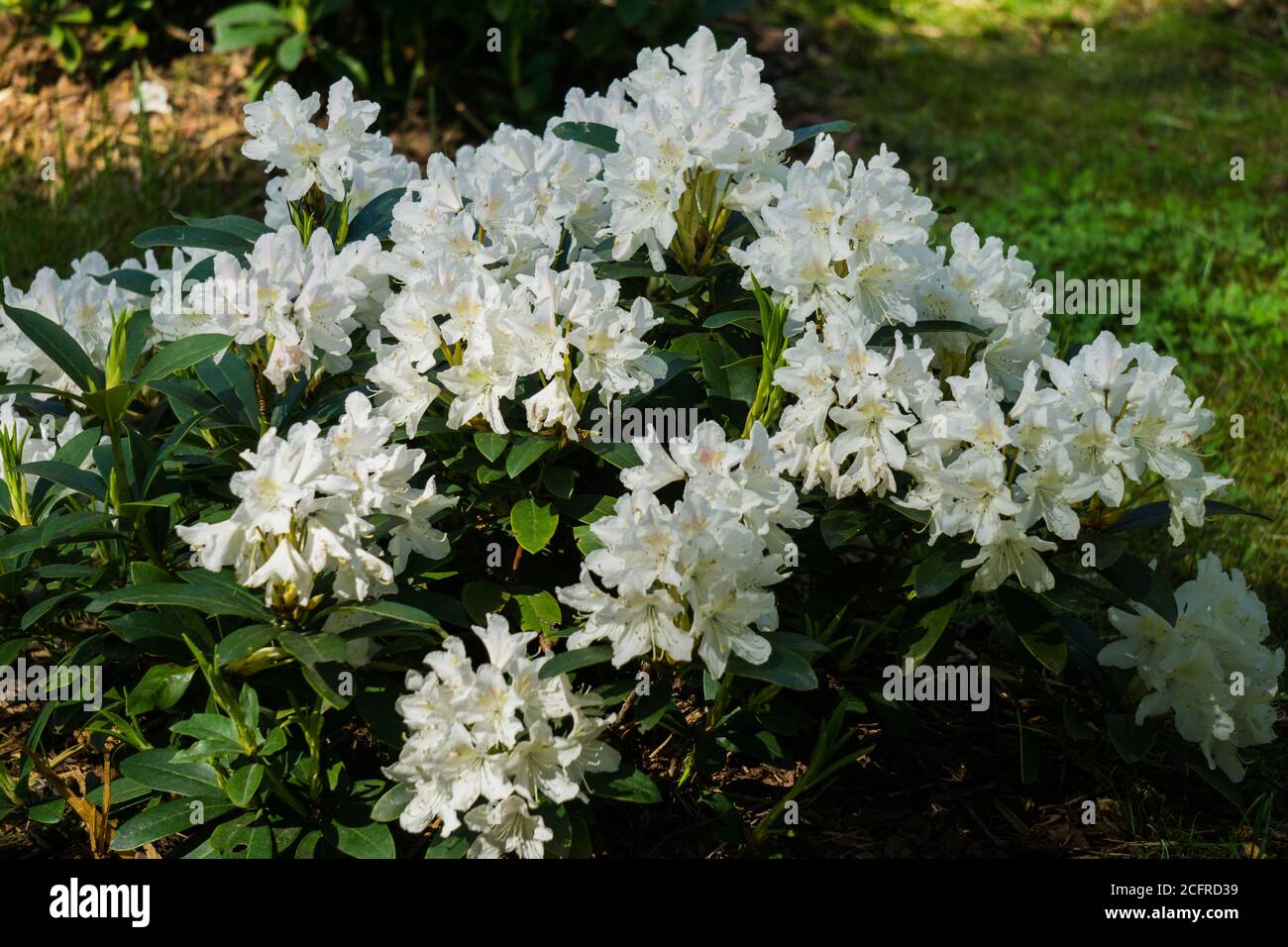 Beautiful bushes of blooming white rhododendron flowers in a city park. Stock Photo