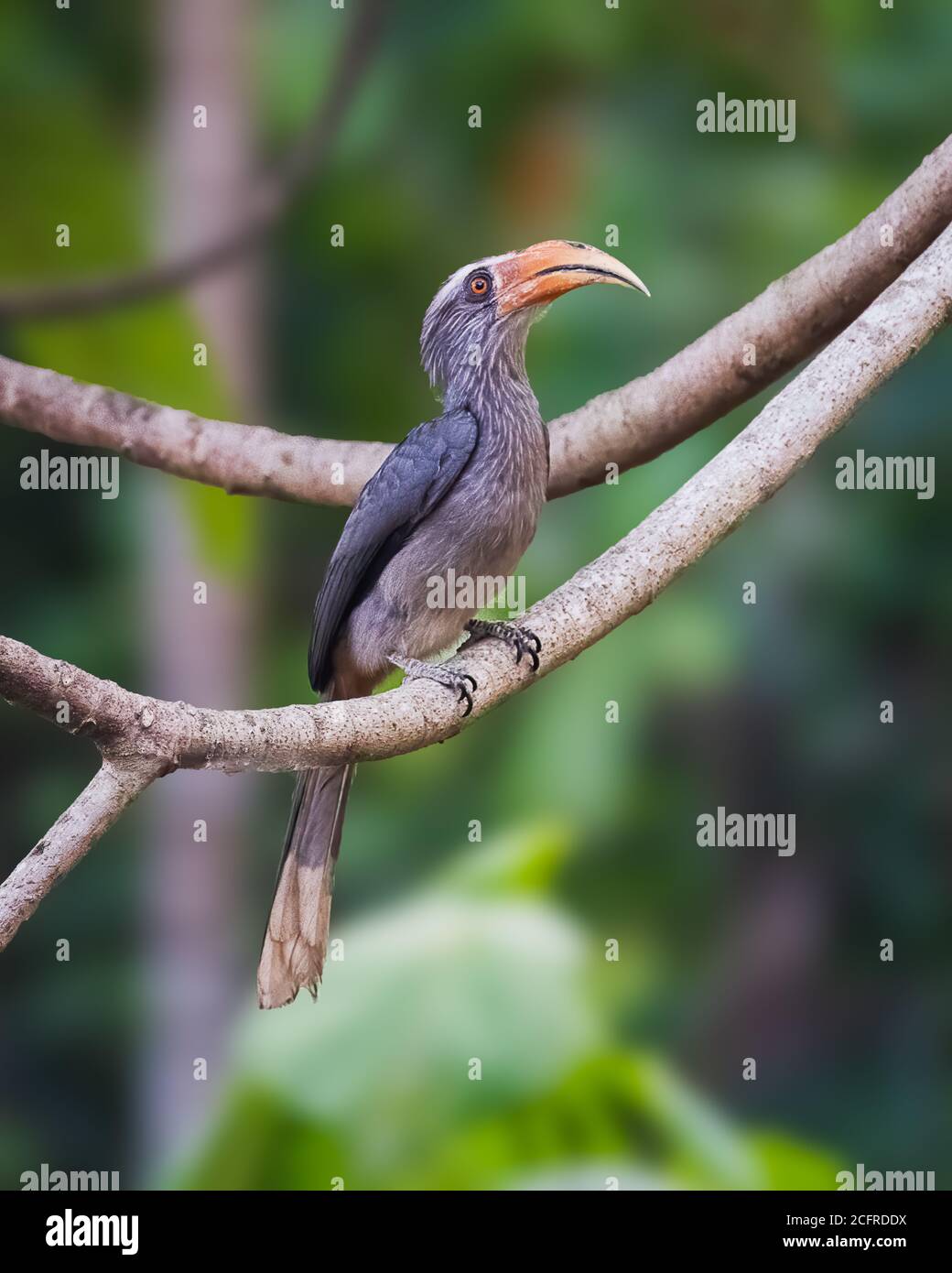 A male Malabar Grey Hornbill (Ocyceros griseus), perched on a branch in the forests of Thattekad in Kerala, India. Stock Photo