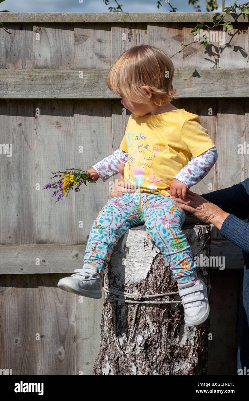 Small child wearing a yellow t-shirt sitting on a tree stump holding a bunch of flowers while grandparents hands hold for safety Stock Photo