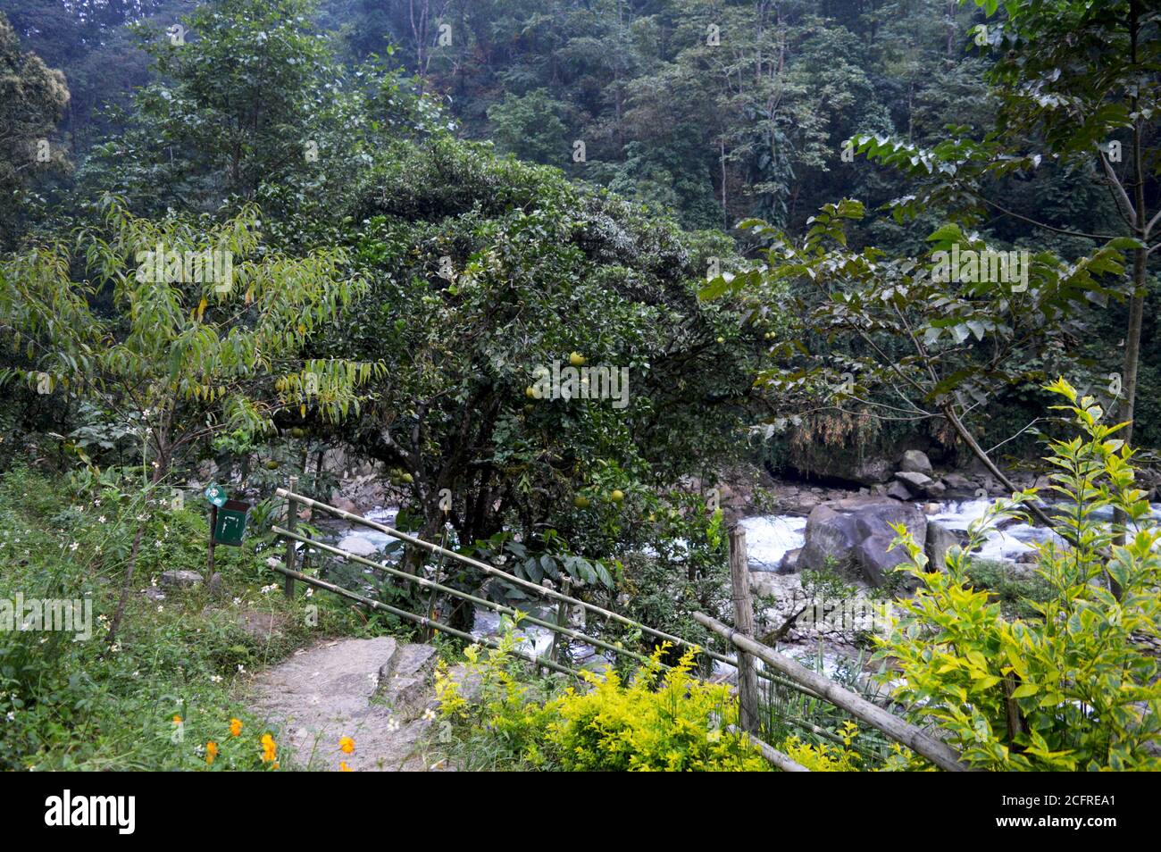 Stream water flowing through a beautiful fruit garden with lots of colorful plants in the Himalayan mountains of Sikkim Stock Photo
