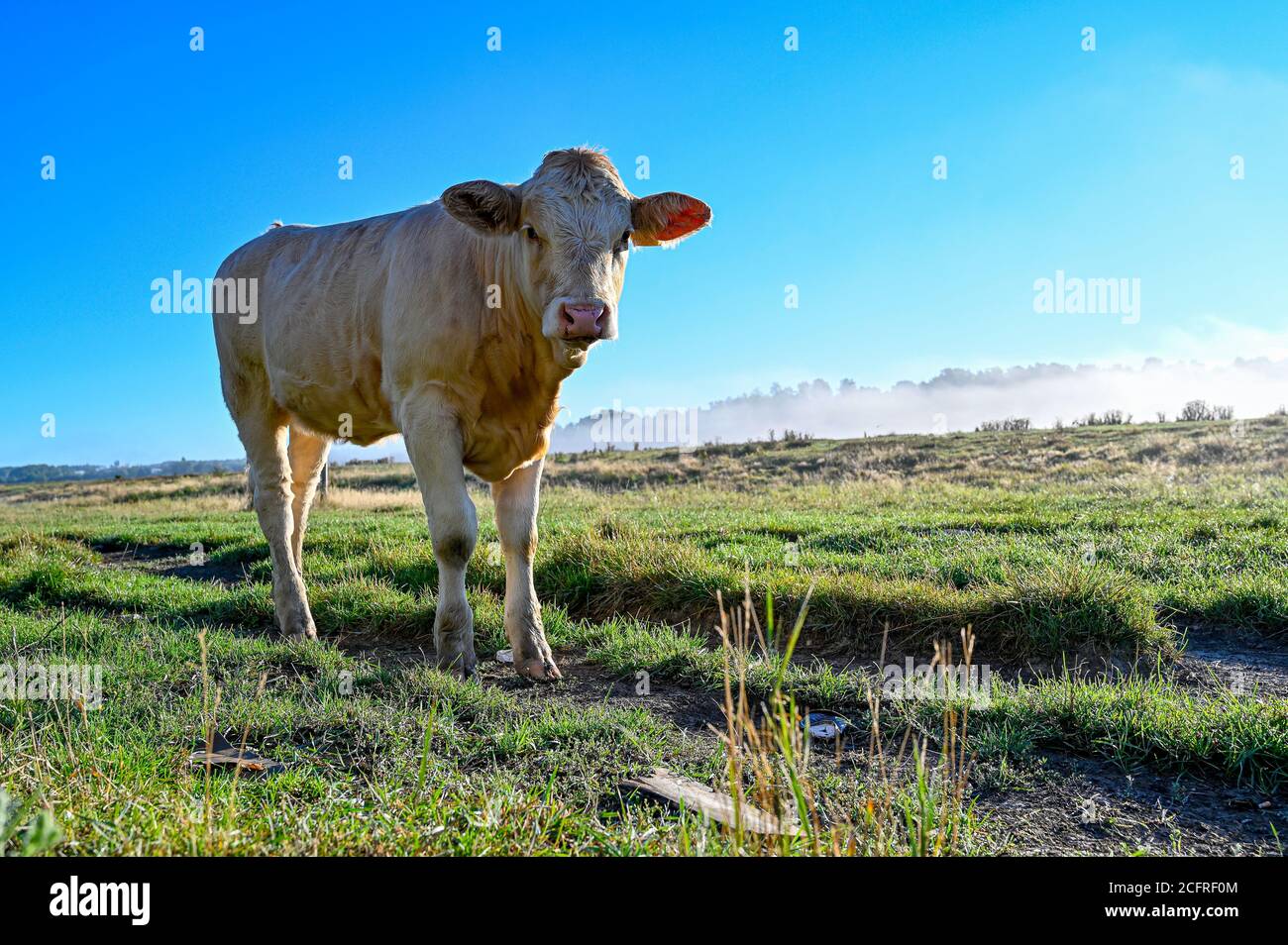 cow standing on a field of gras Stock Photo - Alamy