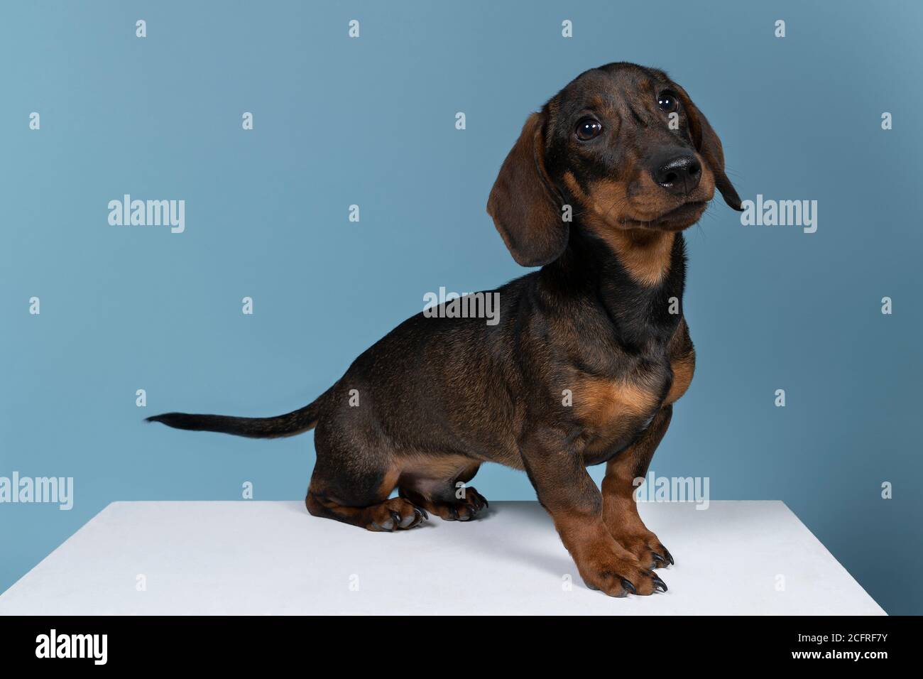 blue sausage dog