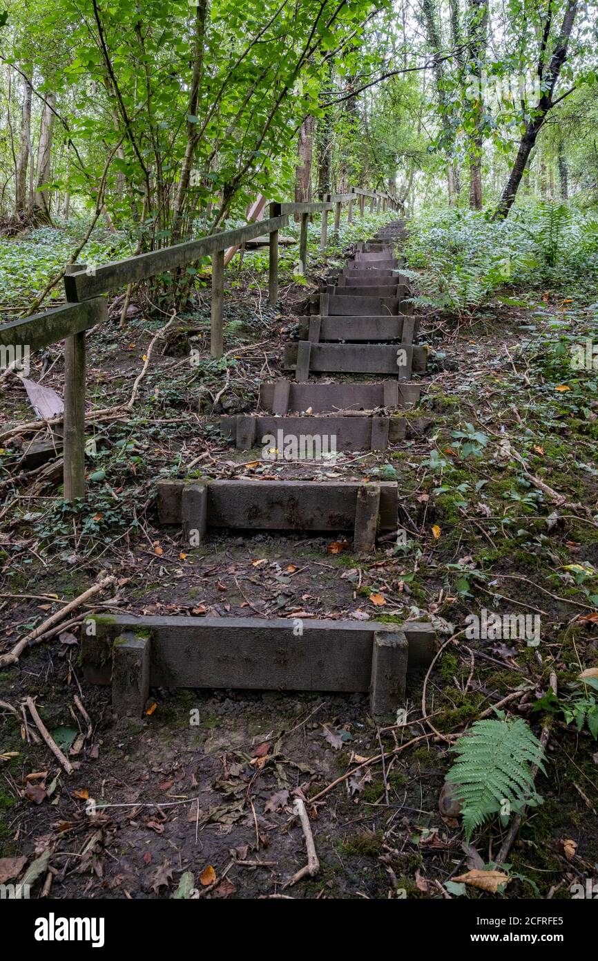 Wooden Steps On A Steep Hillside In The Forest Stock Photo, Picture and  Royalty Free Image. Image 36876055.