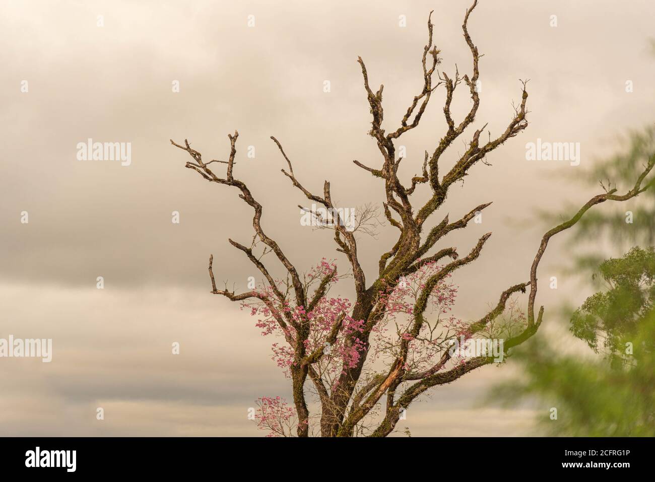 Dry branches of the pink ipe tree. Tabebuia pentaphylla blooming. Native flora of Brazil. Tree of the Atlantic Forest Reserve. Rain clouds. Dark sky. Stock Photo