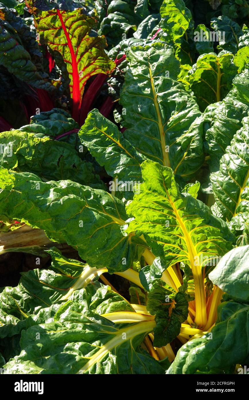 Red and yellow mangold, Swiss Chard row in the vegetable garden Stock Photo