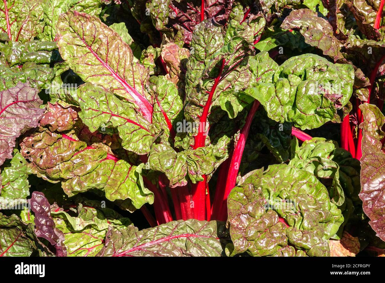 Red mangold, Swiss Chard row in the vegetable garden produce Stock Photo