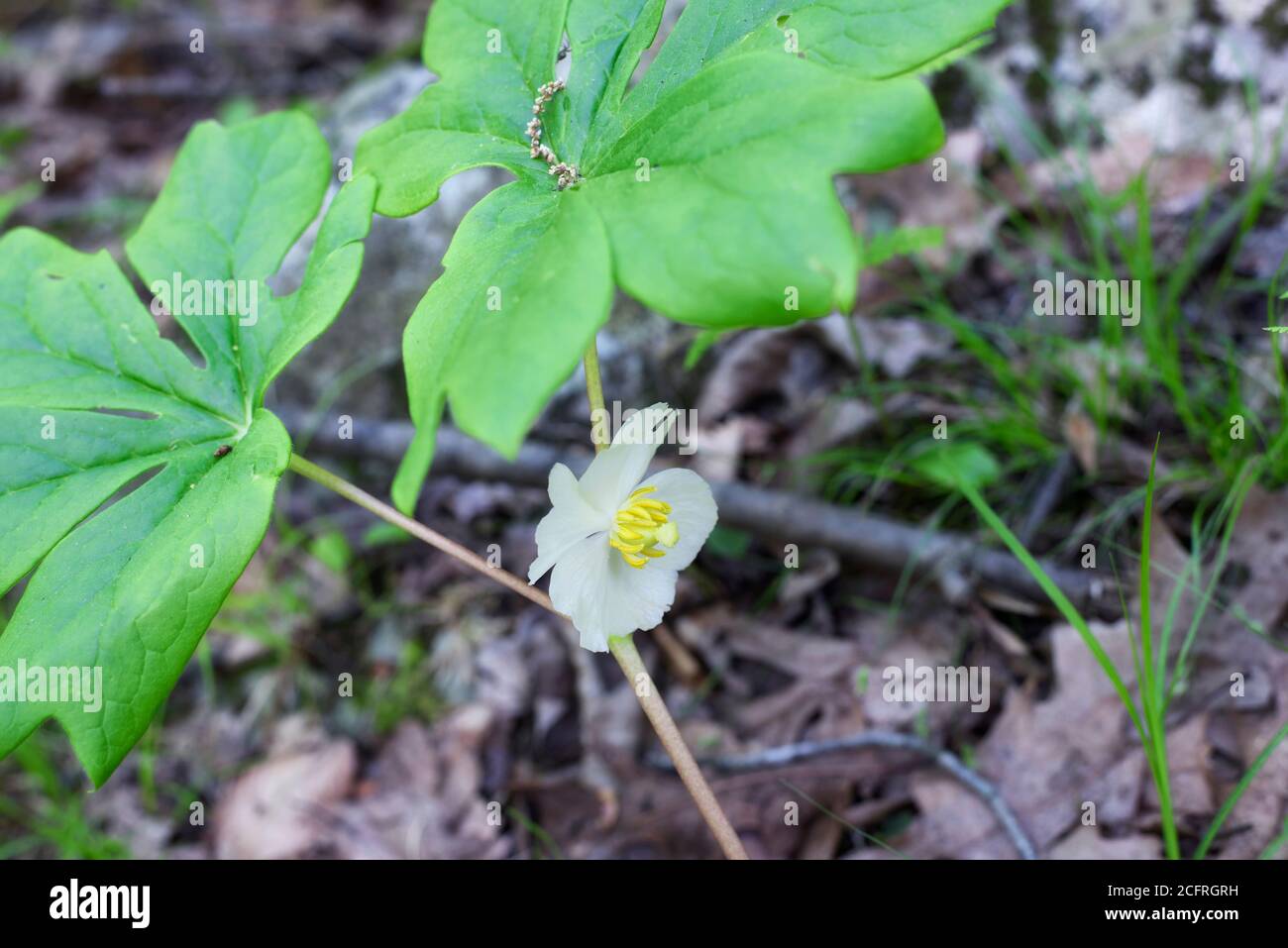 A white mayapple flower, podophyllum peltatum, against a black background in the woods of pennsylvania in early springtime. Stock Photo