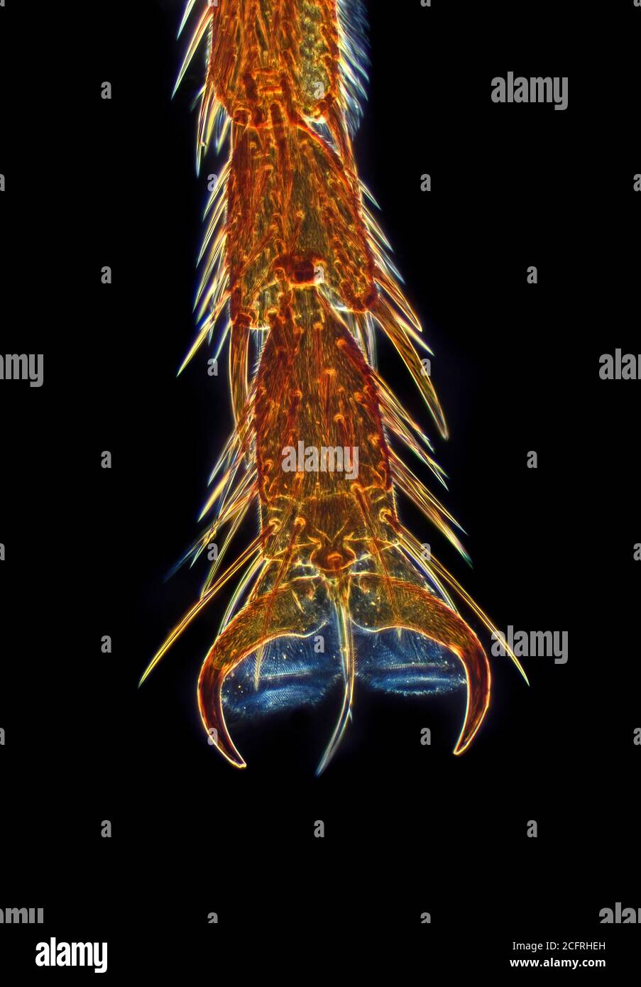 Calliphora vomitoria, blue bottle fly, foot detail, darkfield photomicrograph Stock Photo