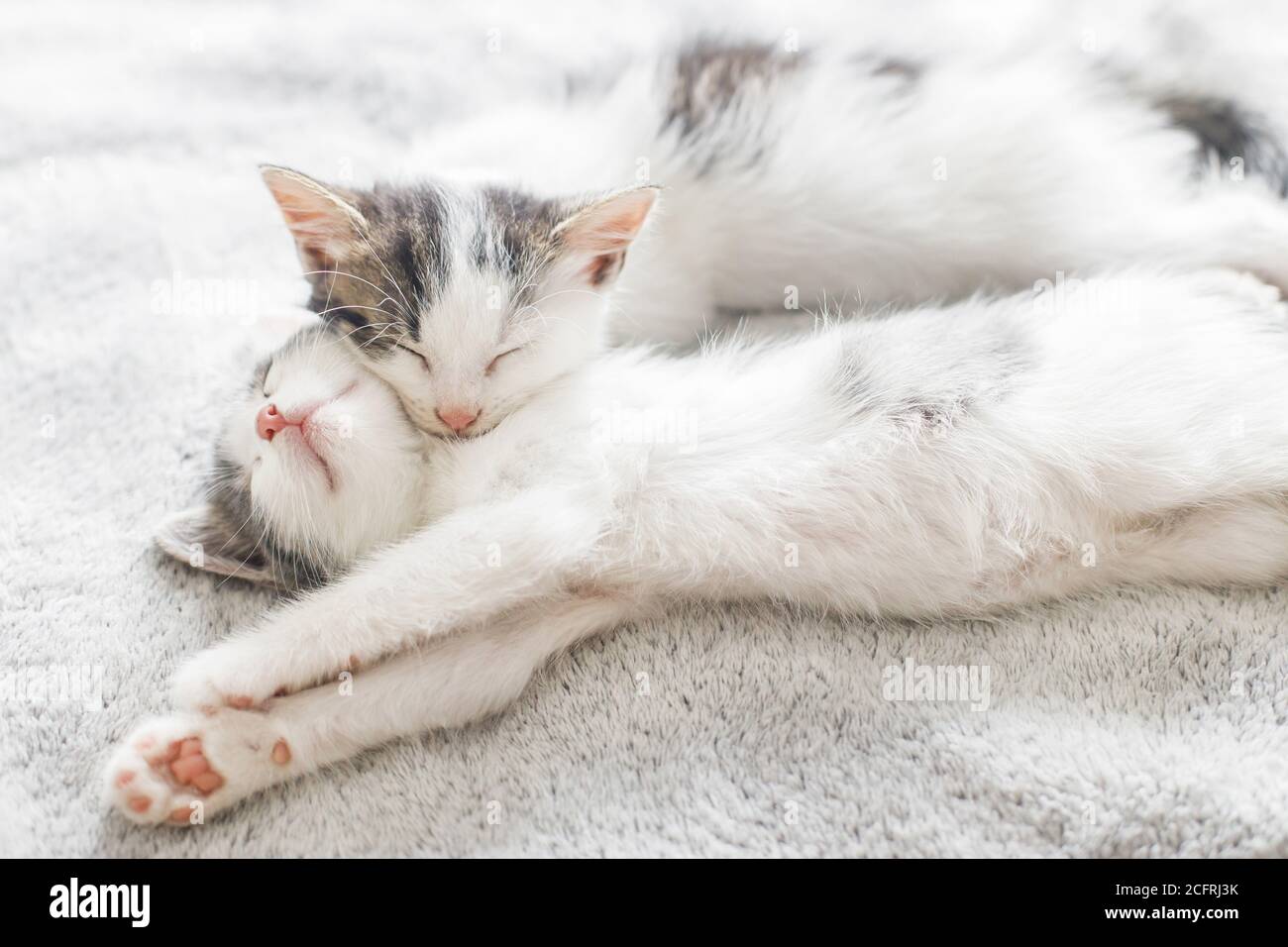 Two cute white and grey kittens sleeping together on cozy blanket ...