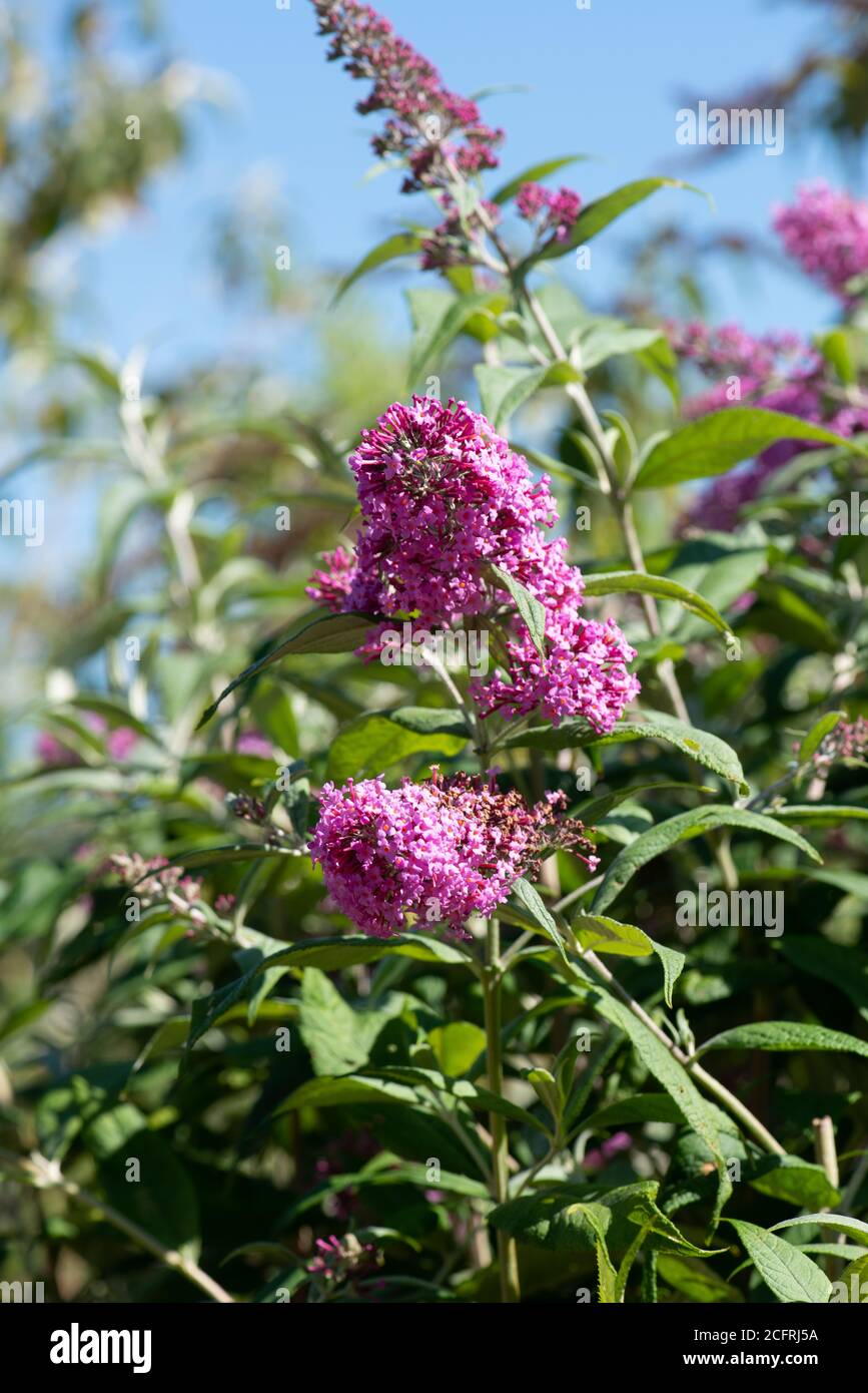 Buddleja flowers in the summer shot in the national collection in Hampshire Stock Photo