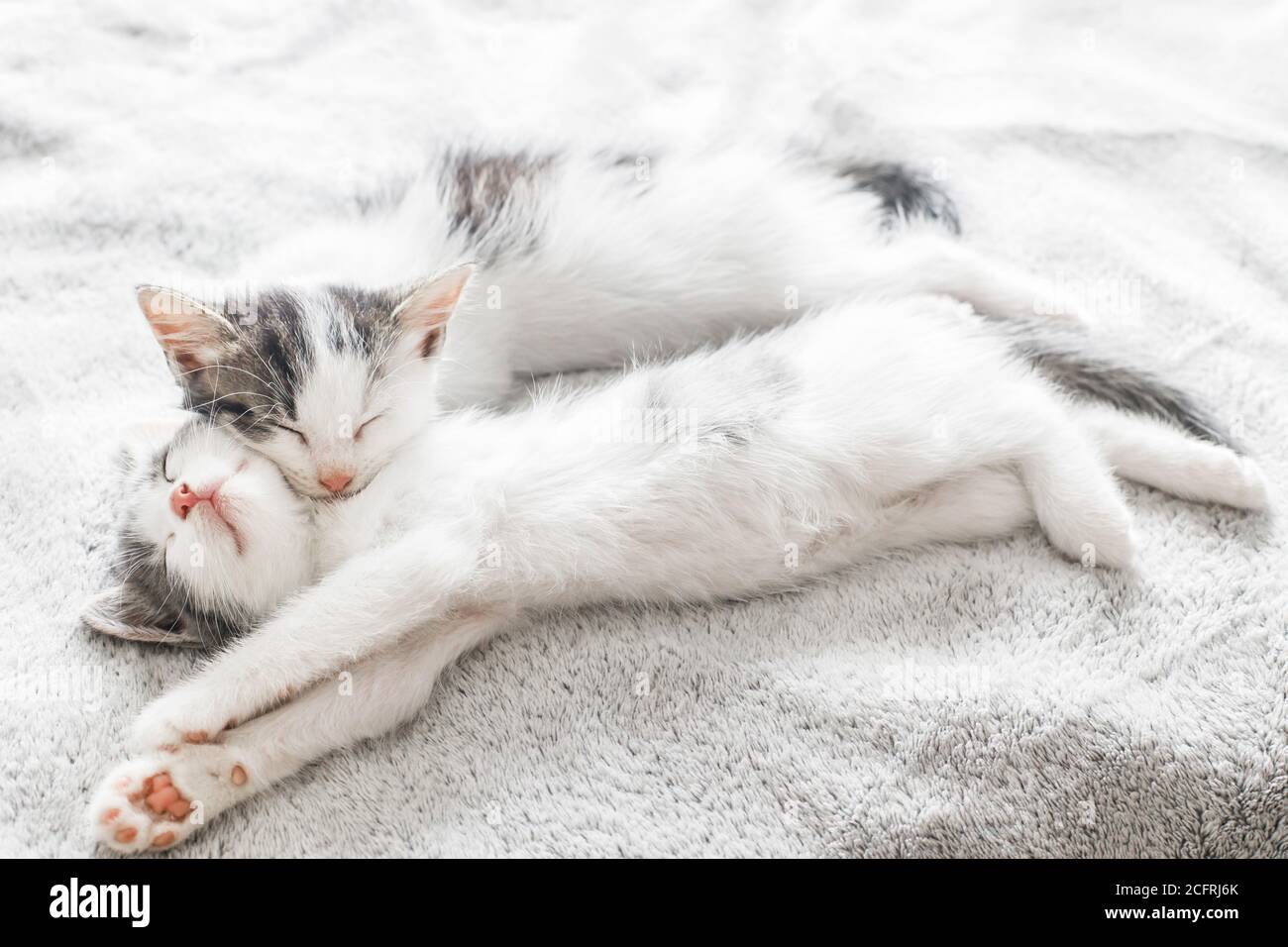 Adorable kittens sleeping on soft bed in morning light. Two cute white ...