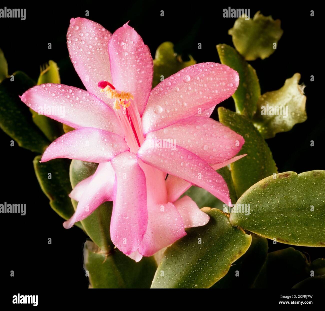 Claw Cactus flower, Schlumbergera truncata, similar to Christmas Cactus,in its natural form an epiphyte Stock Photo