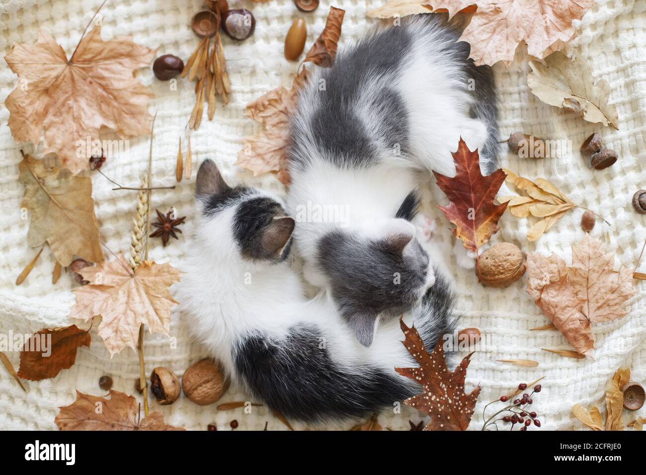 Autumn cozy mood. Adorable kittens sleeping in autumn leaves on blanket, top view. Two cute white and grey kittens cuddling and snoozing in fall decor Stock Photo