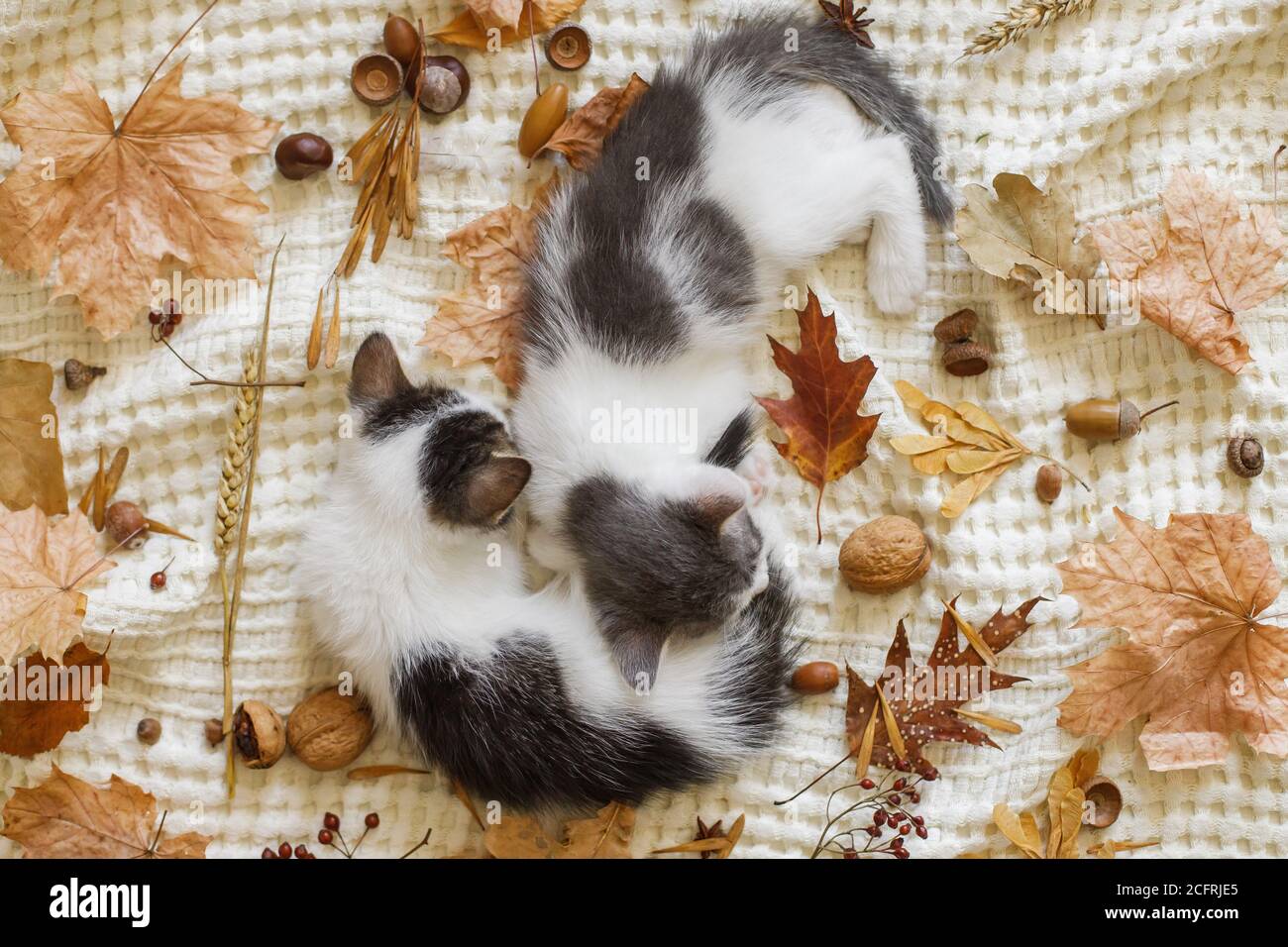 Adorable kittens sleeping in autumn leaves on blanket, top view. Two ...