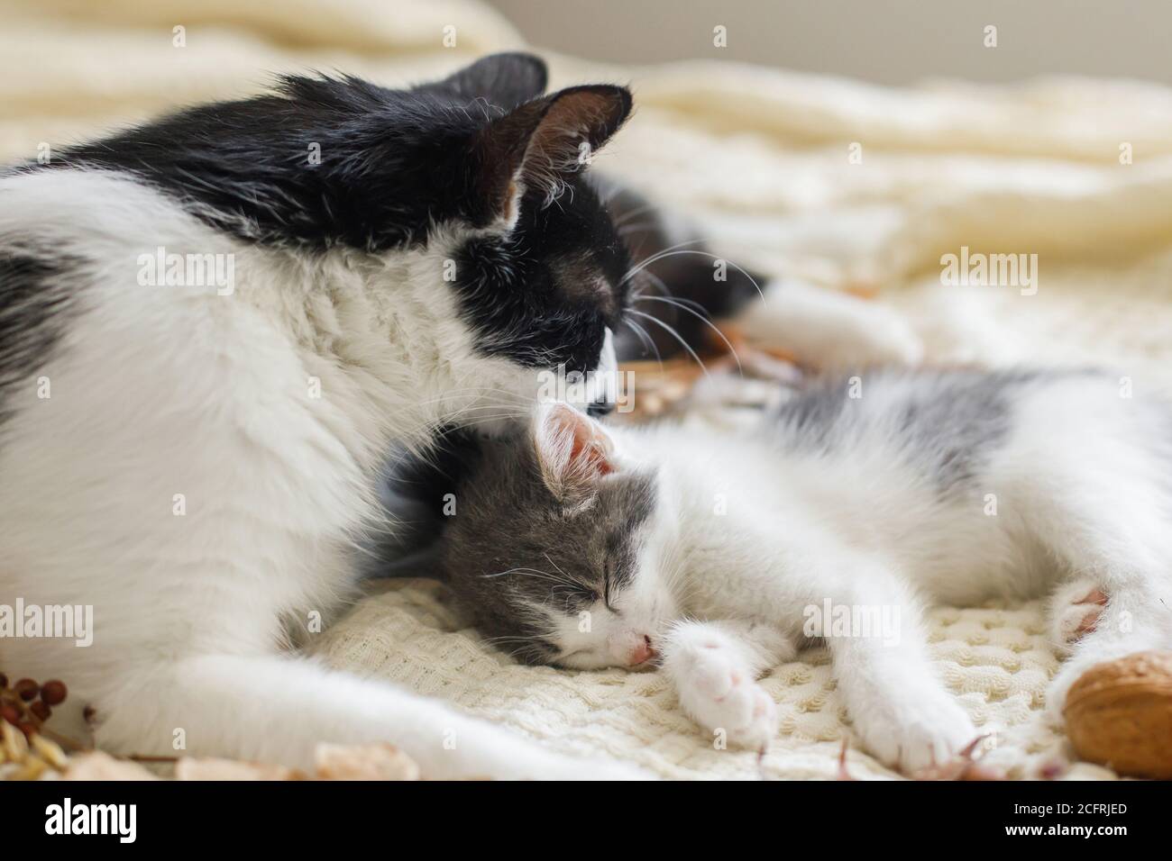 Mother cat cleaning her baby kitty in fall decorations on comfy blanket in room. Motherhood. Autumn cozy mood. Cute cat grooming little kitten on soft Stock Photo