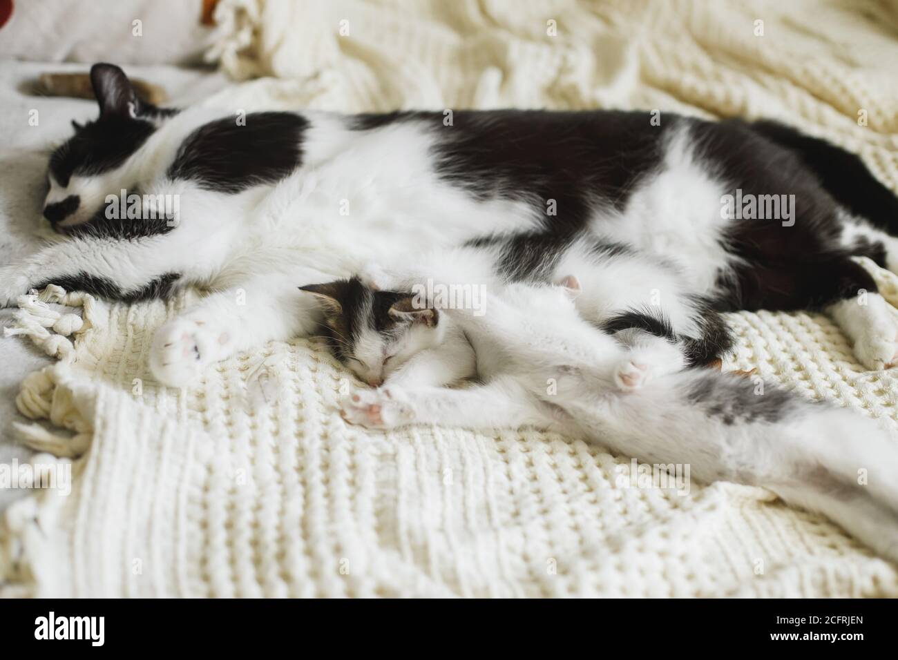 Adorable kittens sleeping with cat on soft bed, cute furry family ...
