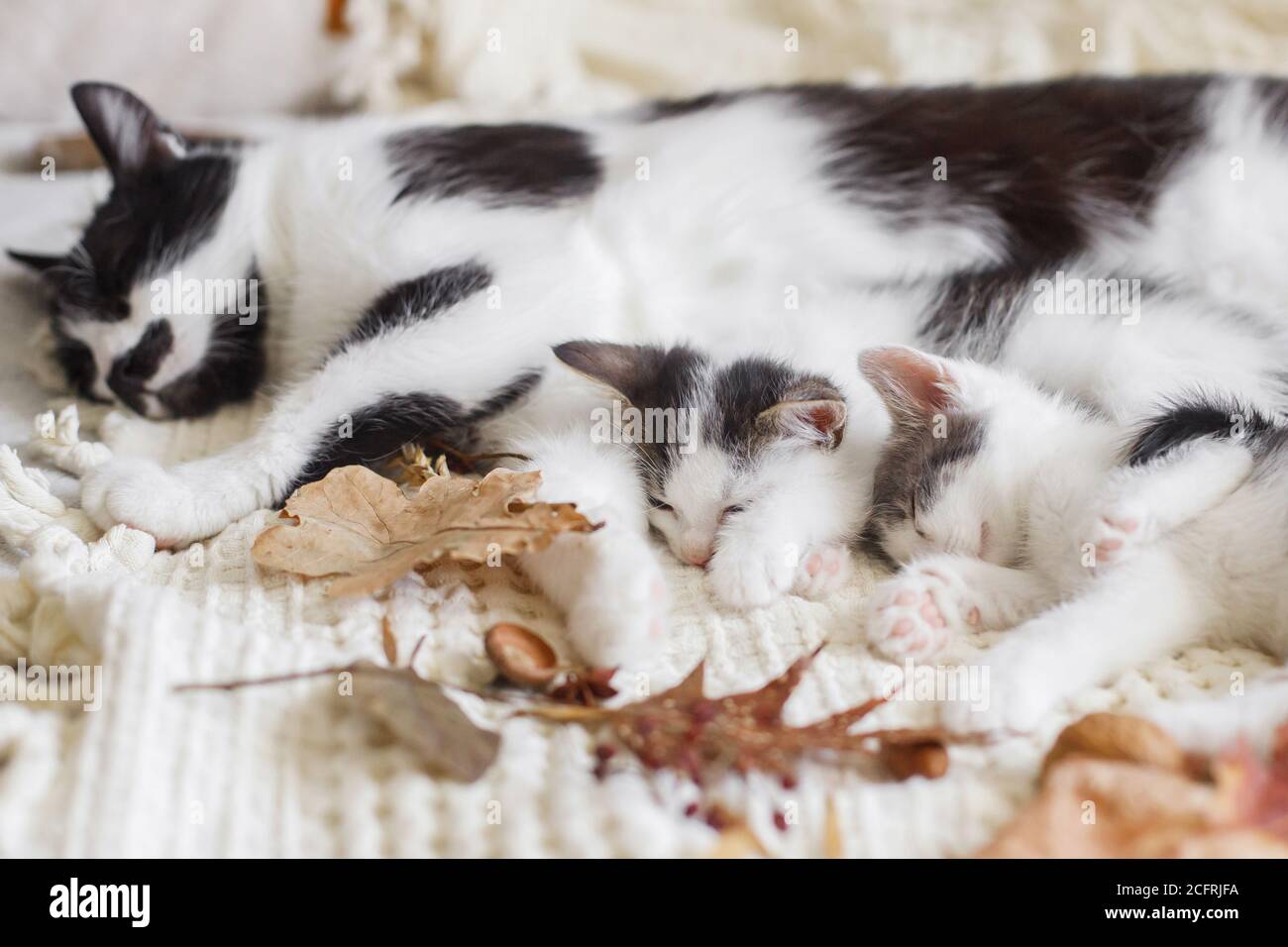 Cute cat sleeping with little kittens on soft bed in autumn leaves ...