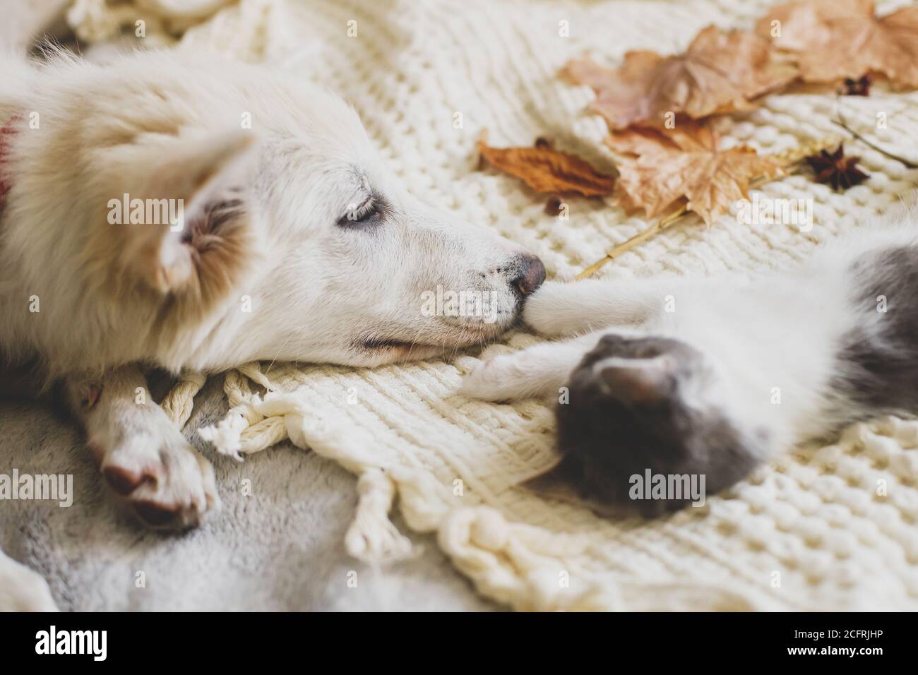 Cute white puppy lying with little kitten on soft bed in autumn leaves. Adoption concept. Dog and kitty relaxing on cozy blanket, furry friends. Stock Photo