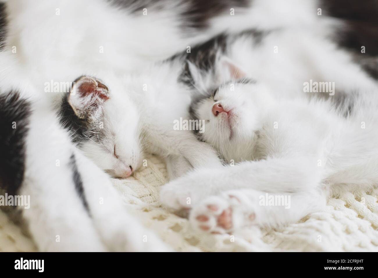 Adorable kittens sleeping with cat on soft bed, cute furry family ...