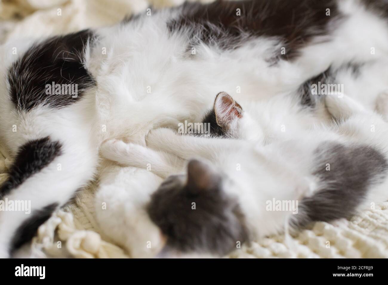 Adorable kittens sleeping with cat on soft bed, cute furry family ...