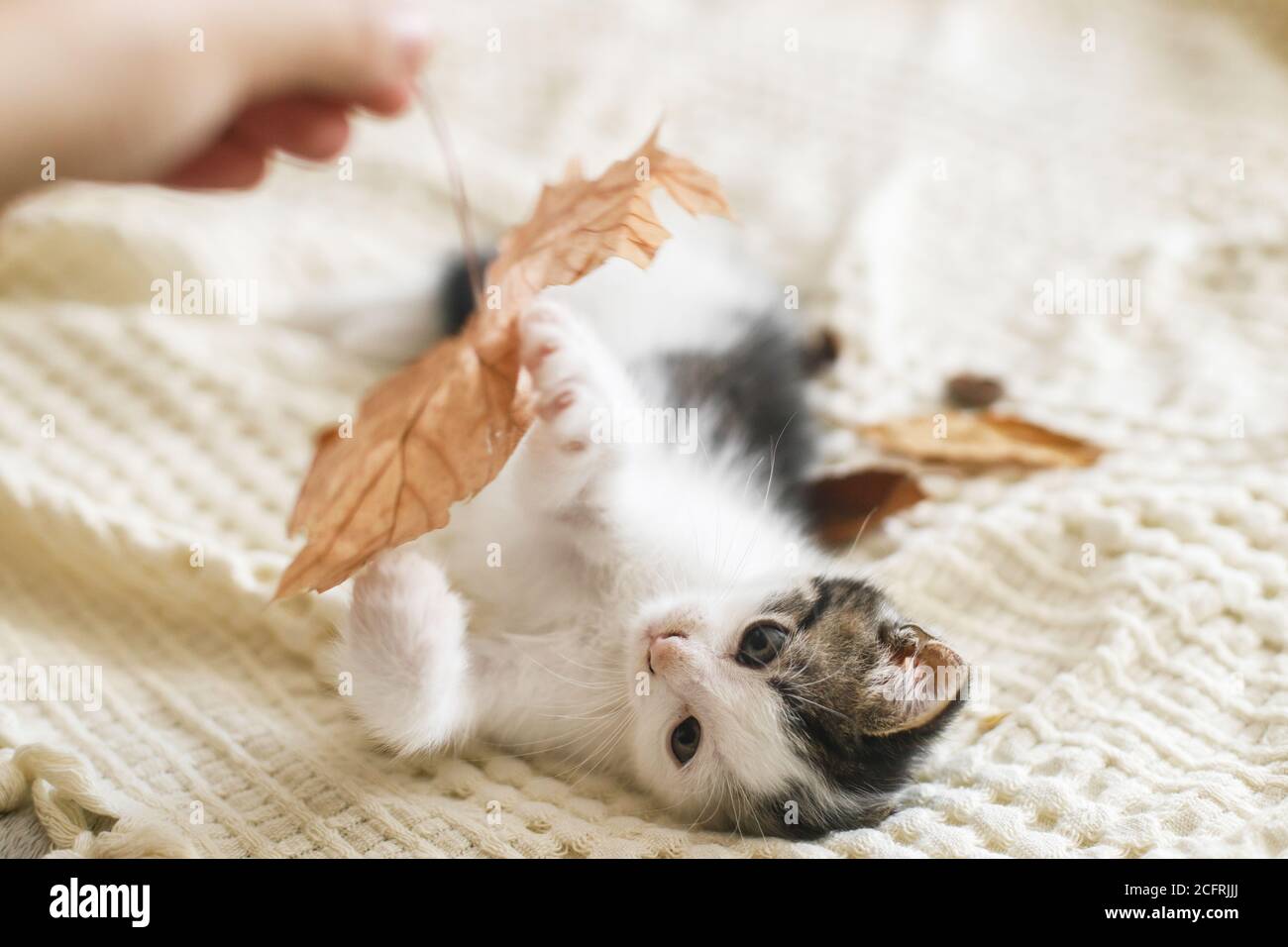 Adorable kitten playing with autumn leaves on soft blanket. Hand holding fall leaf and playing with cute white and grey kitty on bed in room. Autumn c Stock Photo